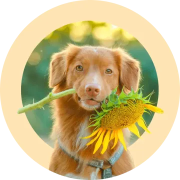 a dog holding a sunflower in its mouth