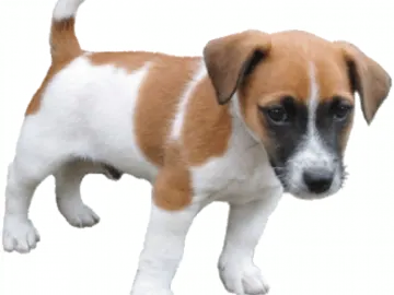 a small brown and white dog standing on a white surface
