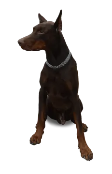 a black and brown dog sitting on a white surface
