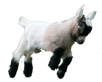 a baby goat is running in the air