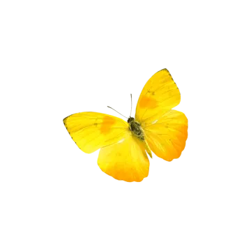 a yellow butterfly on a white background