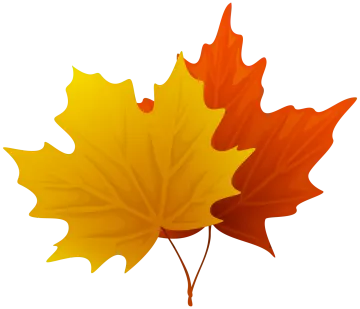 a yellow and red maple leaf