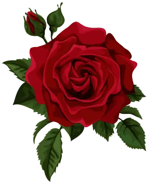 a red rose flower on a white background