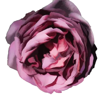 a pink rose on a white background