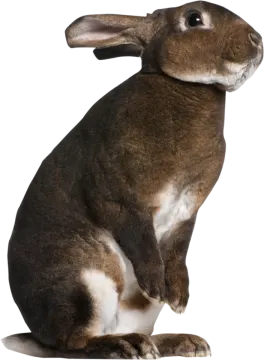 a brown rabbit sitting on the ground