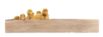 a group of ducks sitting in a wooden box