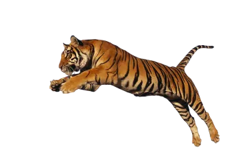 a tiger jumping in the air
