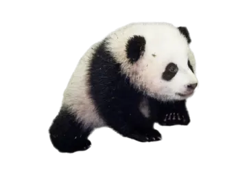 a panda bear sitting on top of a white surface