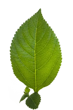 a green leaf on a white background