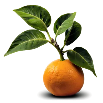 an orange with green leaves on a white background
