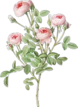 a drawing of pink roses with green leaves