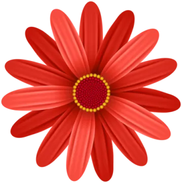 a red flower on a white background