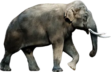 an elephant walking on a white background