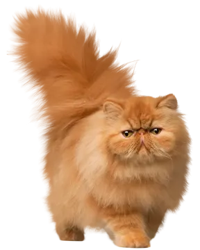 a fluffy orange cat
