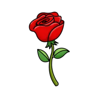 a red rose on a white background