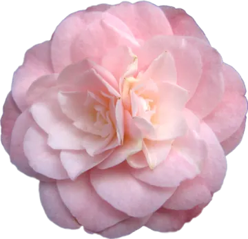 a pink rose flower on a white background