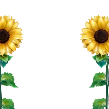two sunflowers on a white background