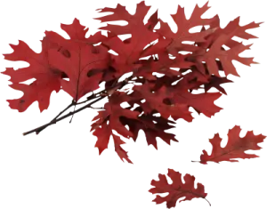 red maple leaves on a white background