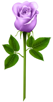 a purple rose with green leaves