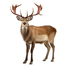 a deer standing in front of a white background