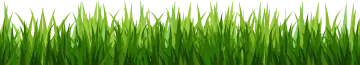 green grass on white background