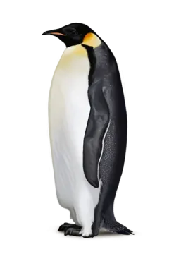 an adult emperor penguin standing on its hind