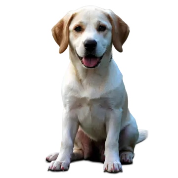 a white and brown dog sitting on the ground