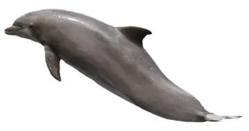 a dolphin swimming in the ocean on a white background