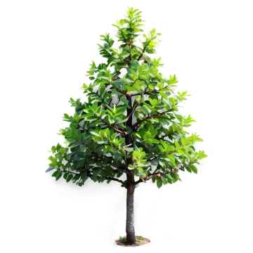 a small green tree on a white background