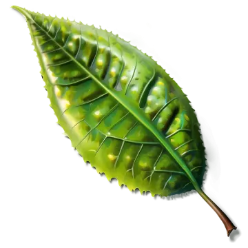a green leaf on a white background