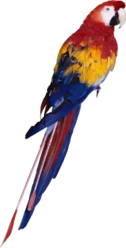 a colorful bird sitting on top of a white background