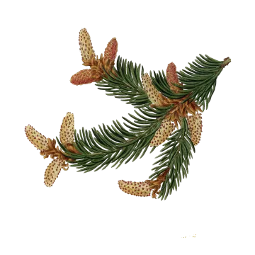 a branch of pine with cones and cones