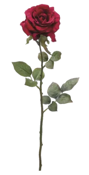 a single red rose on a white background