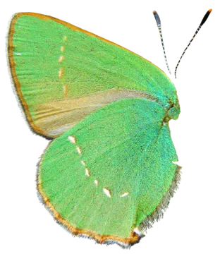 a green butterfly on white background