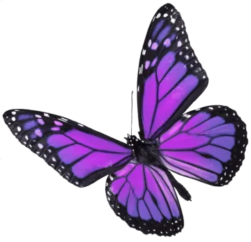 a purple butterfly on a white background
