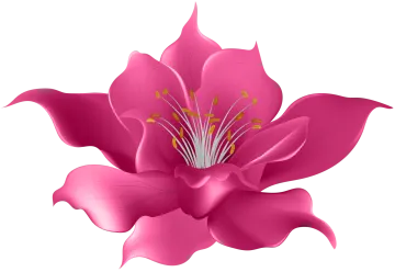 a pink flower on a white background