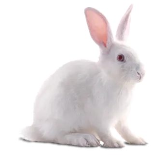 a white rabbit sitting on the ground