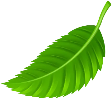 a green leaf on a white background
