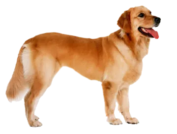 the dog is brown