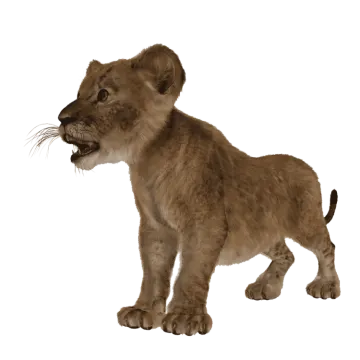 a small lion cub standing on its hind