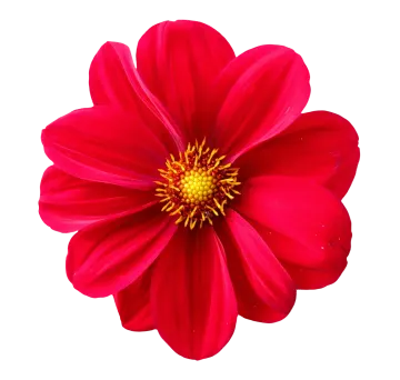 a red flower on a white background