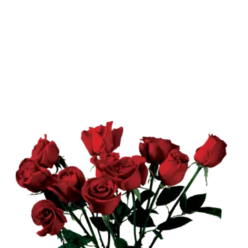 a bouquet of red roses on a white background
