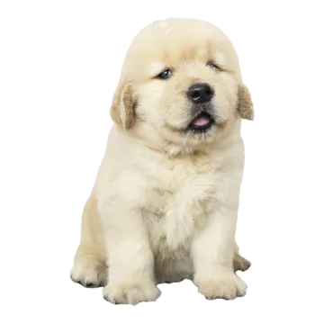 a puppy sitting on the ground with its mouth open