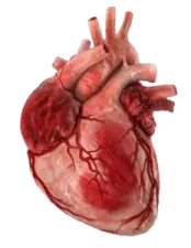an image of the human heart