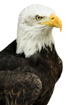 a bald eagle looking at the camera