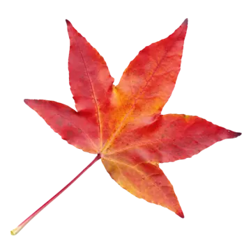 a red maple leaf on white background
