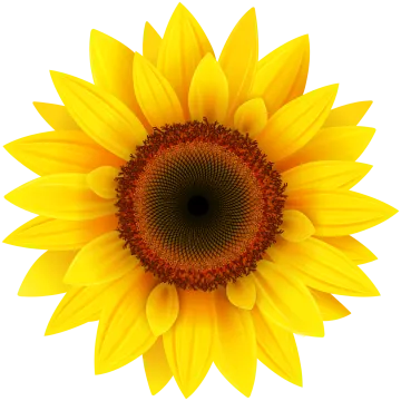 a sunflower on a white background