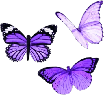 three purple butterflies on a white background