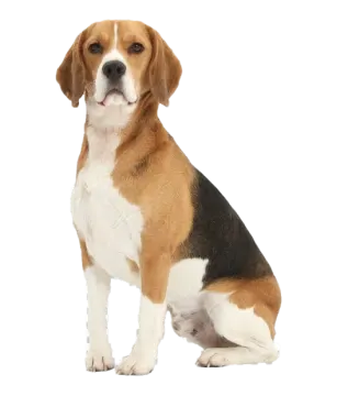 a brown and white dog sitting on a white background
