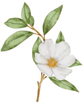 a white flower with green leaves